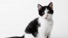 cats-and-kittens-black-and-white-wallpaper-3.jpg