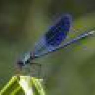 damselfly