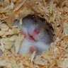 hamster.cute