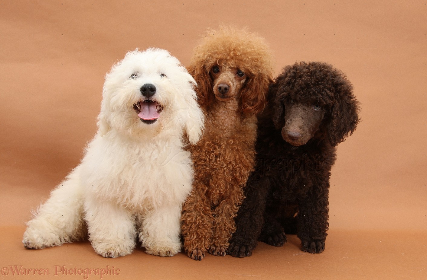 27439-Bichon-Standard-Poodle-pup-and-adult-toy-poodle.jpg