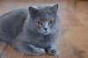 blue-british-shorthair-for-sale-1.jpg