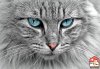 cat-animal-cat-portrait-mackerel.jpg